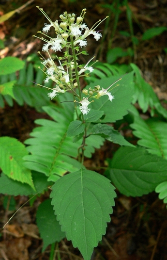 {Collinsonia tuberosa}